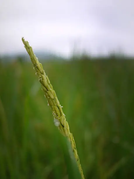 close up green color of Young Rice ear Ears-of-rice in the rice field Thailand