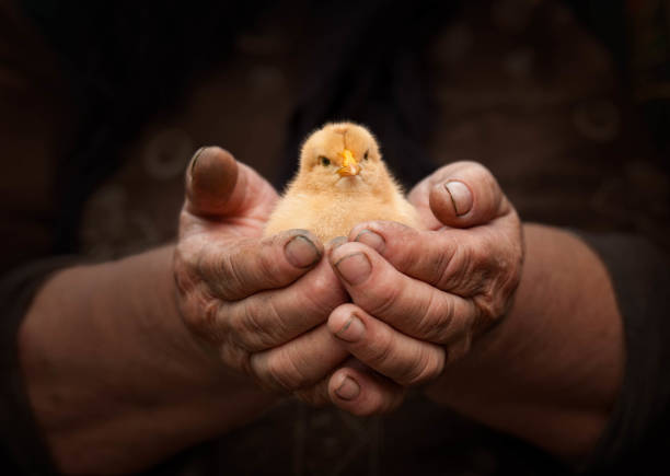 새로운 생명 보호 제스처 - baby chicken human hand young bird bird 뉴스 사진 이미지