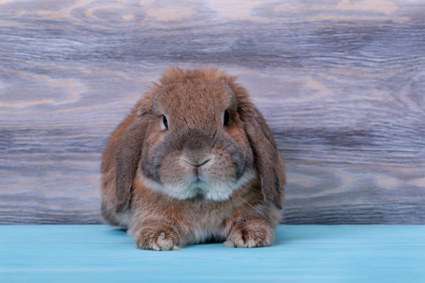 istock Decorative lop-eared rabbit mini lop. Cute little rabbit. 1392339835