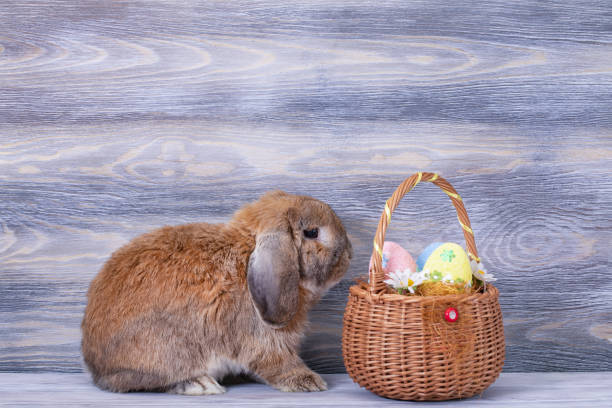 istock Little lop-eared rabbit. Easter eggs. Spring family holiday. 1392339838