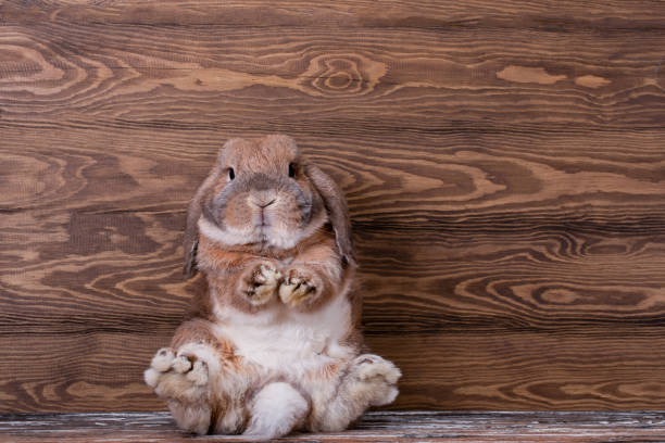 istock Decorative lop-eared rabbit mini lop. Cute little rabbit. 1392339856
