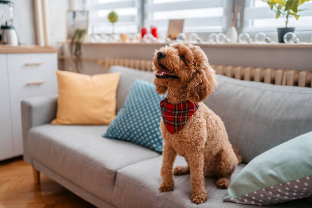 istock Cute Poodle Sitting On The Sofa 1392339884