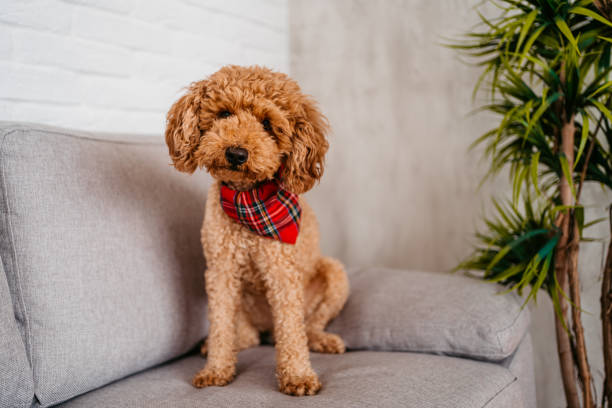 istock Cute Poodle Sitting On The Sofa 1392339889
