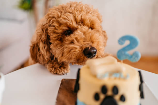 istock Cute dog celebrating birthday at home 1392339899
