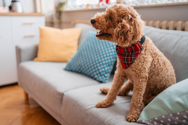 istock Cute Poodle Sitting On The Sofa 1392339915