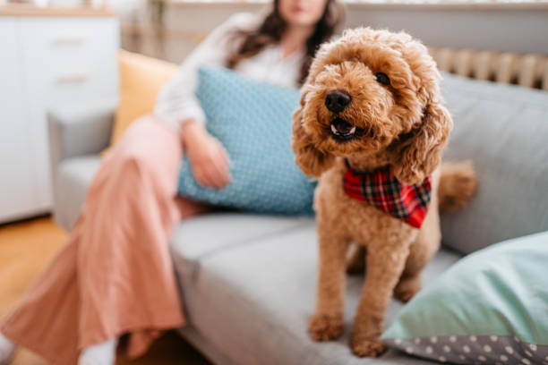 istock Cute Poodle Sitting On The Sofa 1392339957