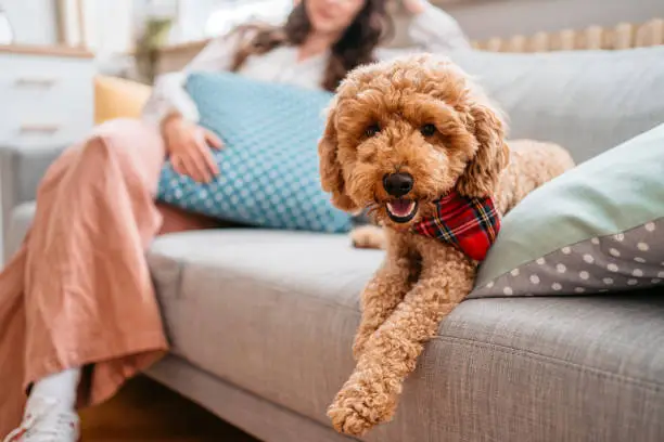 Cute poodle sitting on the sofa in the living room, with her owner in the background.