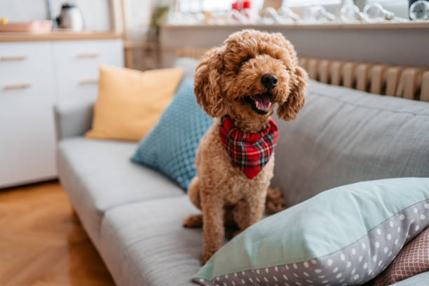 istock Cute Poodle Sitting On The Sofa 1392340146