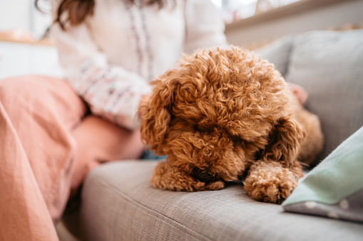 Cute poodle lying on the sofa in the living room, with her owner in the background.
