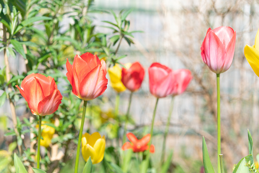 German tulip bed in spring