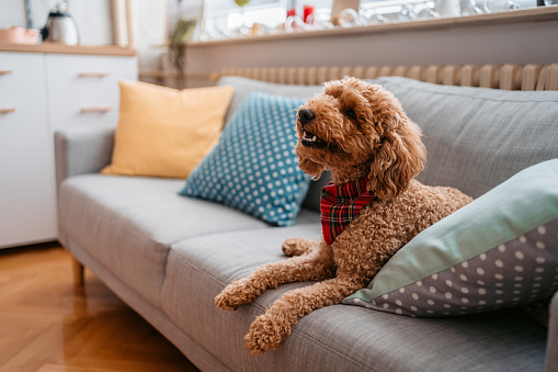 Cute poodle sitting on the sofa in the living room.