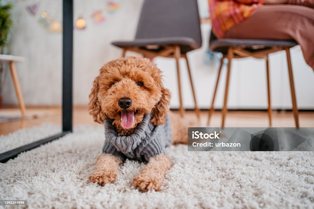 Cute poodle lying on floor in apartment Cute poodle lying on floor in apartment living room. Puppy Stock Photo
