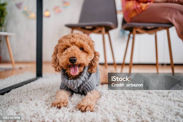 Cute Poodle Lying On Floor In Apartment Stock Photo - Download Image Now - Puppy, Labradoodle, Cute