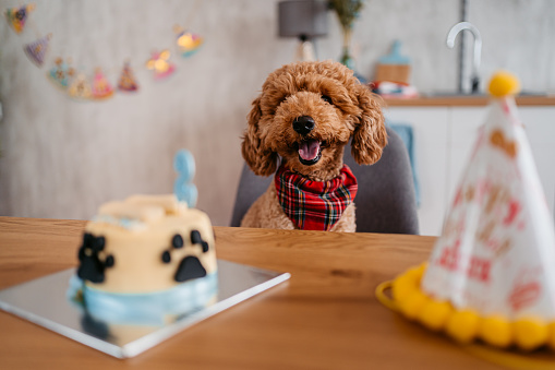 Cute dog celebrating birthday at home with dog cake on table.