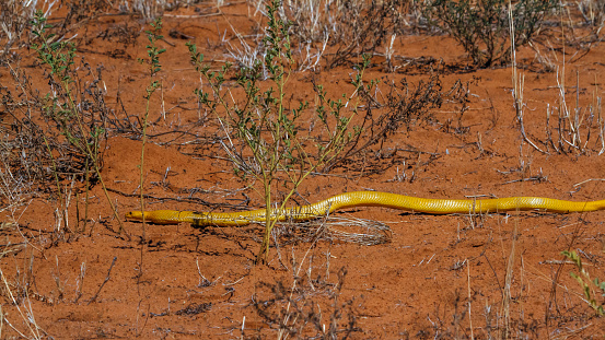 The giant African millipede (Archispirostreptus gigas), is one of the largest millipedes