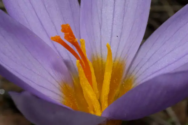 Macro shot of a small flower