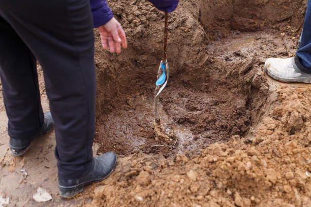 istock man planting a fruit tree in his garden 1392342359
