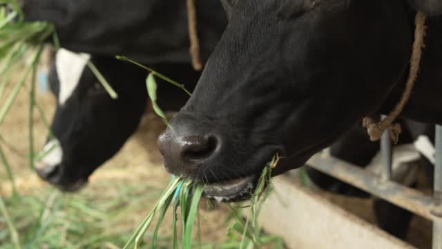 farm barn with milking cows eating hay, feeding on dairy farm. Calf feeding on farm