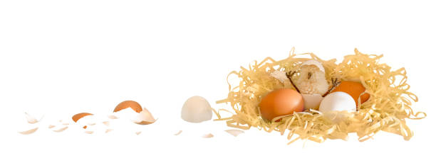 istock A chick with a hatched nest. Isolated on a white background. 1392346585