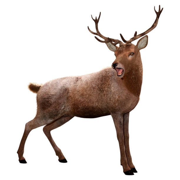 istock 3D Rendering Male Deer on White 1392346634