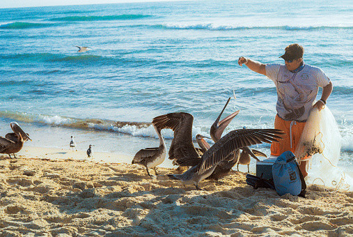 Tulum, Quintana Roo, Mexico, February 11 2022: Man feeding pelicans with fish on the beach in Tulum