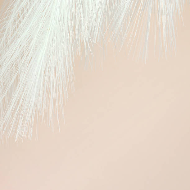 White Fluffy Feather on Pastel beige background. Design art background. White Fluffy Feather on Pastel beige background. Design art background. ostrich feather stock pictures, royalty-free photos & images