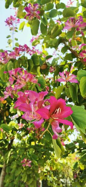 Bauhinia blakeana / Hong Kong Orchid Tree