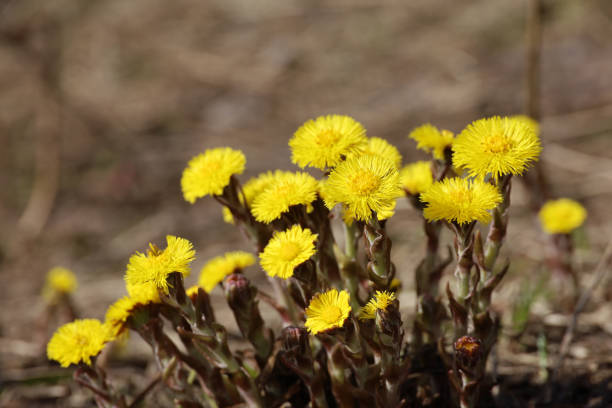 istock Coltsfoot flowers on a glade in spring forest 1392349592