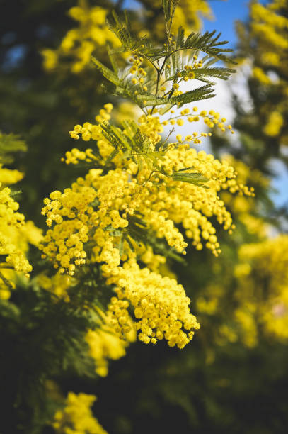 istock Spring holidays Easter greeting card background with mimosa in bloom. 1392349687