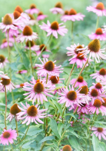 istock Nature background with spring flowers. Selective and soft focus. 1392350170