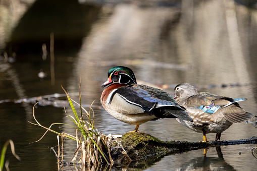 Colorful Wood Duck resting on a pond in a public park