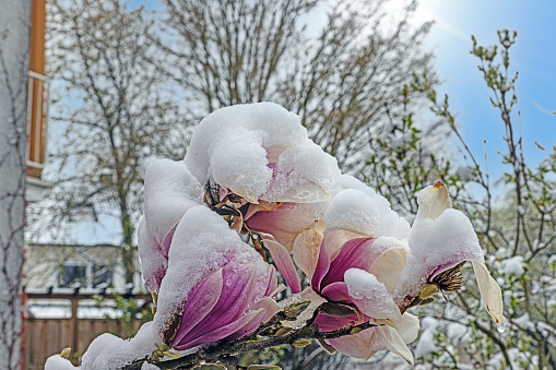Daytime image of flowers covered with snow after a winter spring break