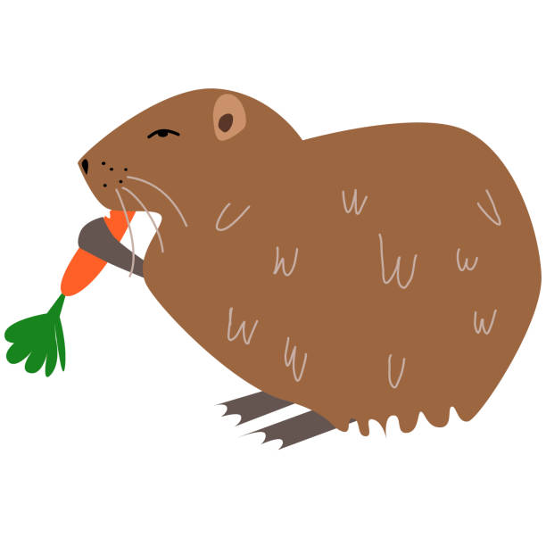Vector illustration of nutria in a flat style Vector illustration of nutria in a flat style isolated on a white background. nutria rodent animal alphabet stock illustrations