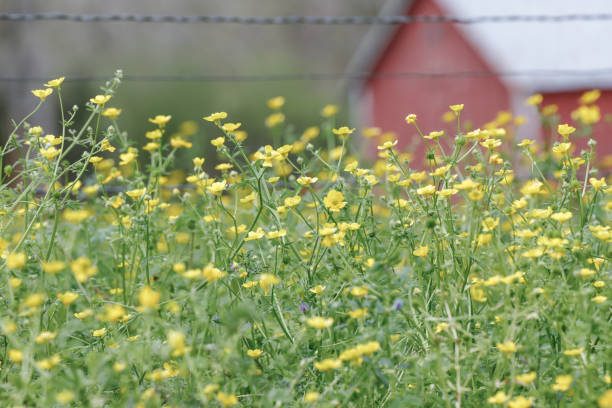 Yellow flowers, red barn background