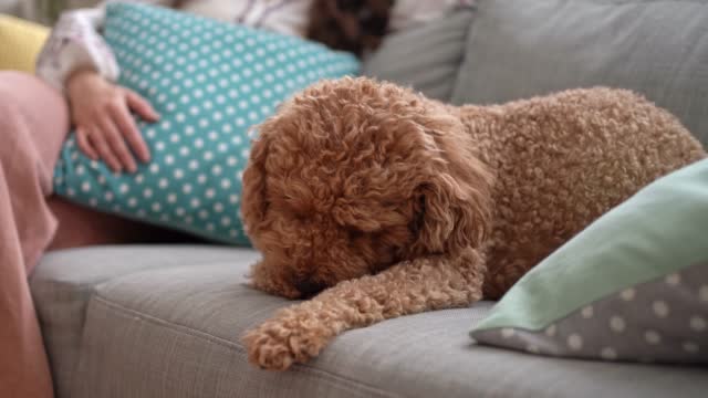Cute Poodle Licking His Paw On The Sofa