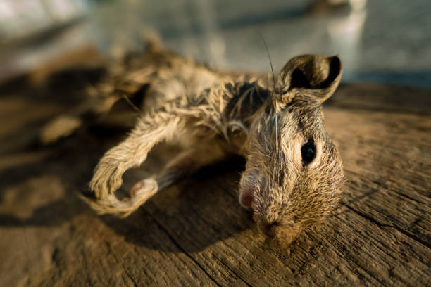 istock An Indian palm squirrel (Funambulus palmarum) laying dead on a wooden block. 1392353321