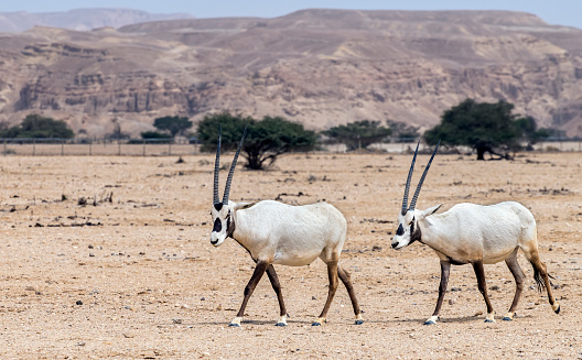 Antelope Arabian white oryx (Oryx dammah) inhabits native environments of Sahara desert, recently the species was introduced into nature reserves of the Middle East