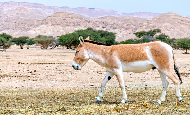 istock Onager is semi-domesticated donkey 1392356129