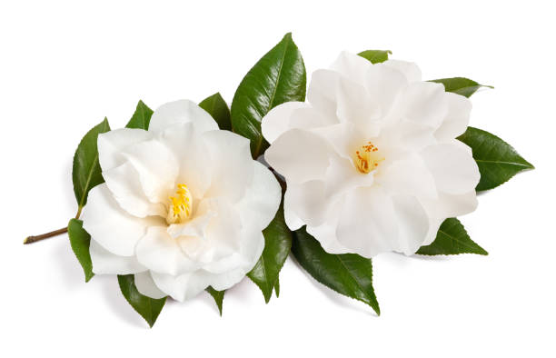istock White camellia flowers 1392356136