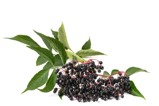 Elderberry Branch with berries isolated on white background