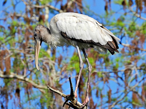 Wood Stork - profile