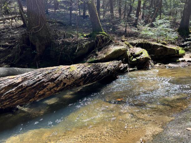 istock Springtime hike through Bankhead National Forest 1392357712