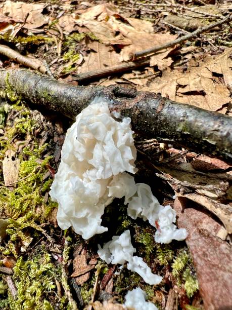 istock Springtime hike through Bankhead National Forest 1392357787