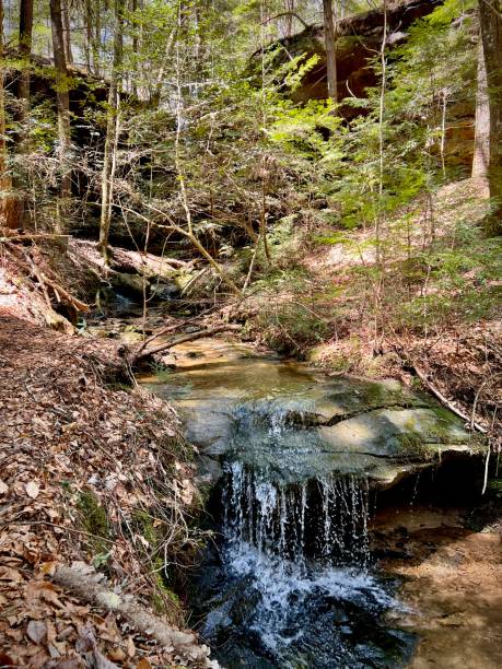 istock Springtime hike through Bankhead National Forest 1392357805