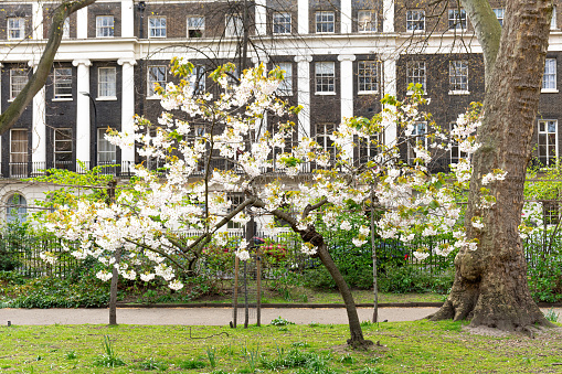 white Blossom on a small tree in Tavistock Square London