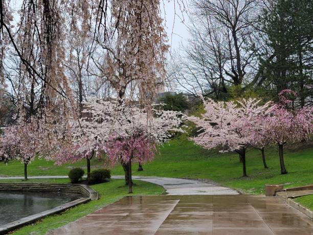 istock Cherry blossom trees along path by lake 1392358062