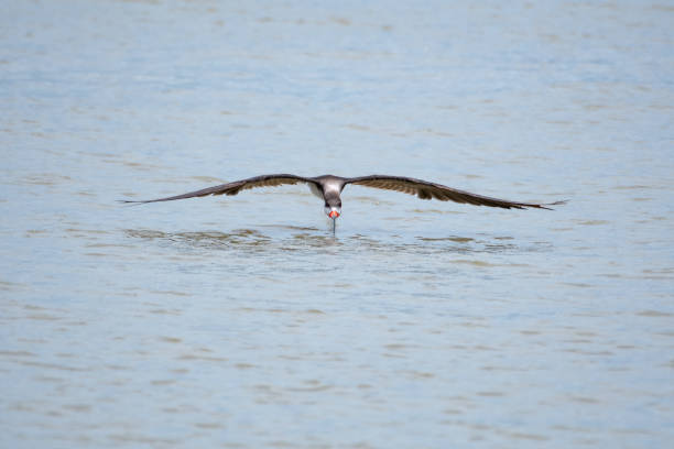 großer vogel, der mit ausgestreckten flügeln über das meer fliegt und nach nahrung fischt - black skimmer skimmer one animal color image stock-fotos und bilder