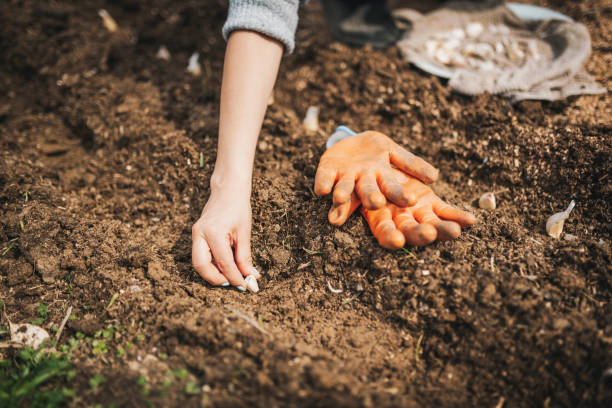 istock Close-up of garlic planting process 1392359320
