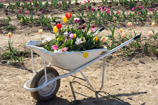 wheelbarrow with tulips