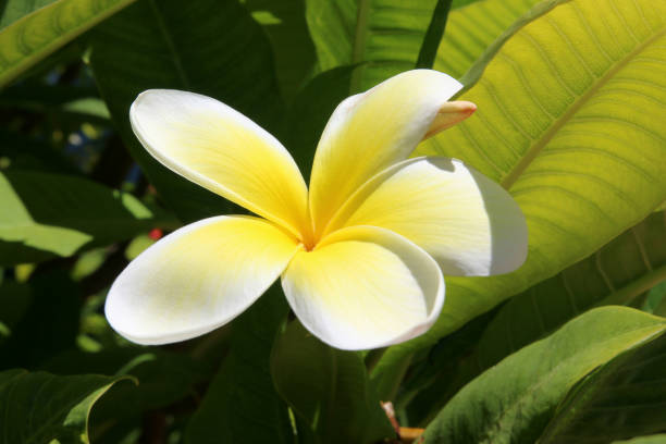 istock Single Yellow and White Frangipani in Bloom 1392359919